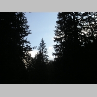 Elm01.jpg