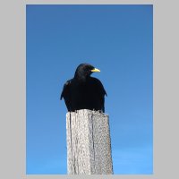 Almkogel_012.JPG