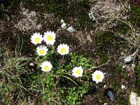 Engadin 035
