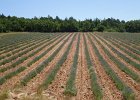 Provence 32